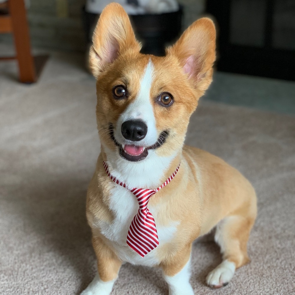 Meet your Posher, Shari